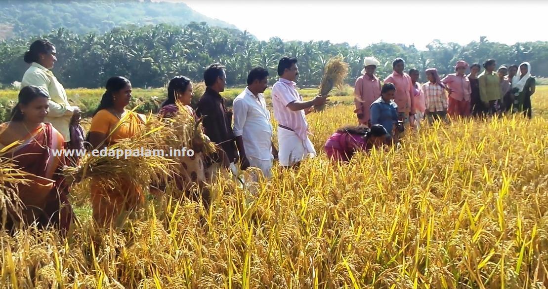 കുടുംബശ്രീ പാടത്ത് കൊയ്ത്തുല്‍സവം