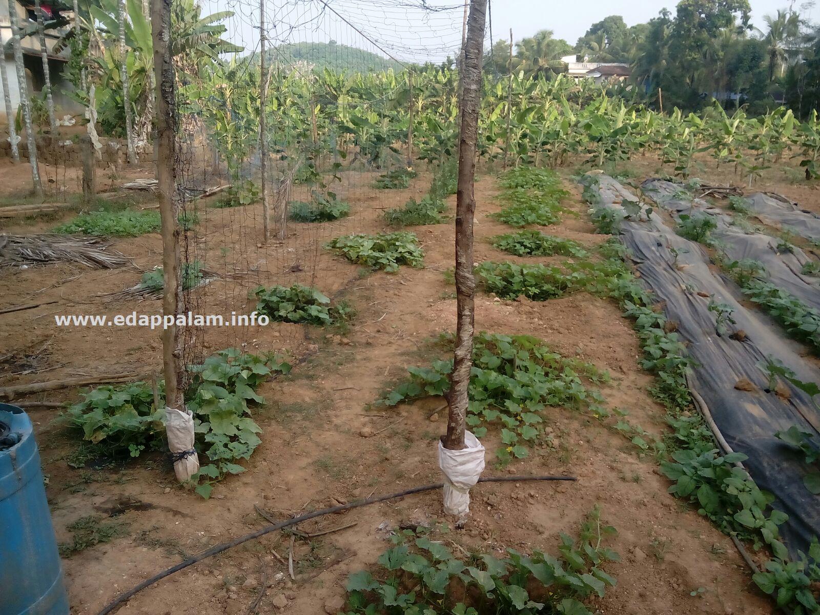 വിഷുവിന് വിഷരഹിത പച്ചക്കറി;  പദ്ധതിക്ക് തുടക്കമായി