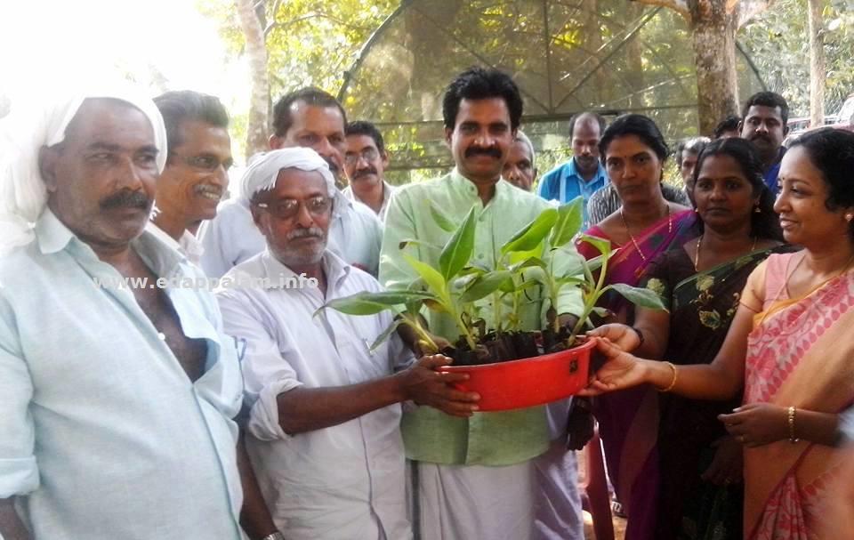 ടിഷ്യുകള്‍ച്ചര്‍ വാഴത്തൈകള്‍ വിതരണം ചെയ്തു
