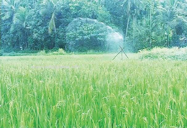 കരിങ്ങനാട് പാടശേഖരത്തില്‍ ആകാശ ജലസേചന പരീക്ഷണം